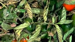 russet mite damage